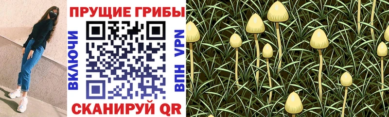 Псилоцибиновые грибы Cubensis  где можно купить наркотик  Руза 
